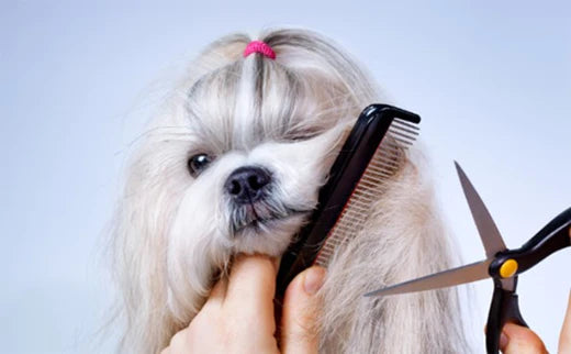 Understand simple pet grooming knowledge and become a qualified poop scooper